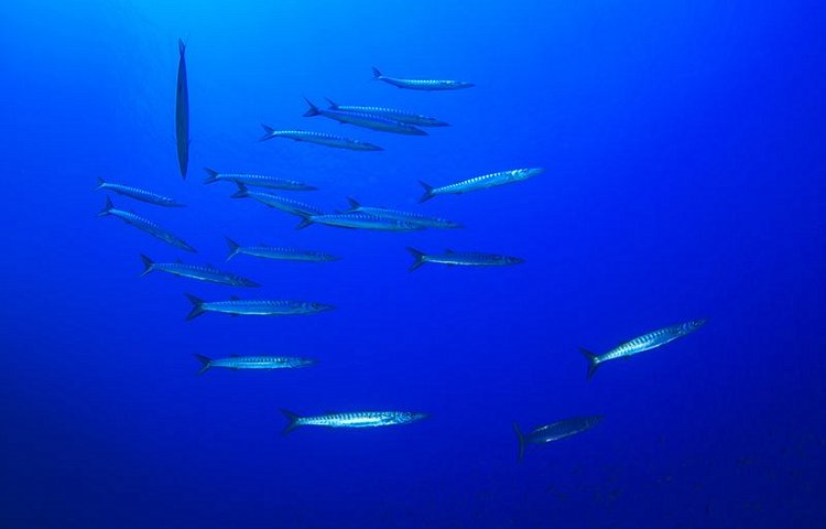 Barracudas