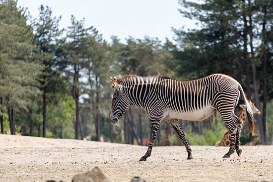 Parc Safari de Beekse Bergen
