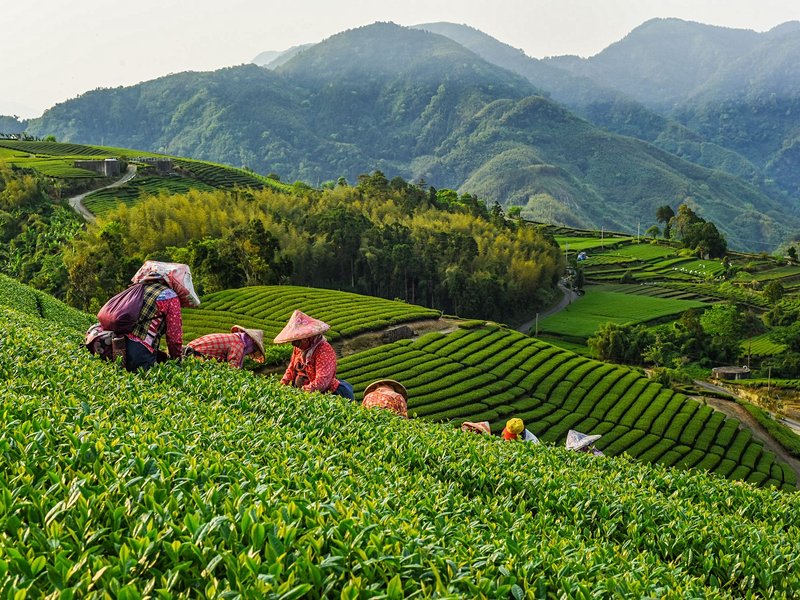 Montagnes de thé du comté de Chiayi