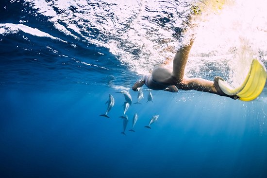 Les dauphins de Honaunau