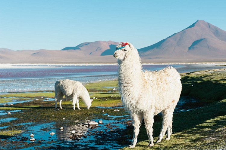 Laguna Colorada - Bolivie 3