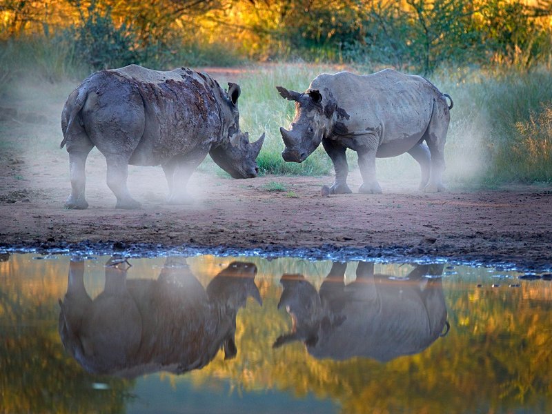 Réserve de Pilanesberg