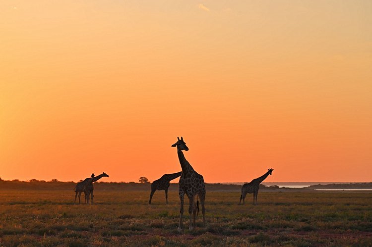 Quand partir au parc d’Etosha ?