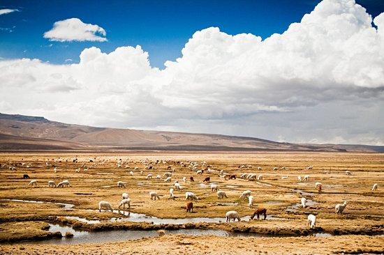 Reserva Nacional de Salinas y Aguada Blanca