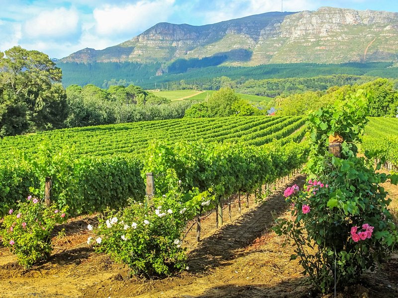 La route des Vins du Cap