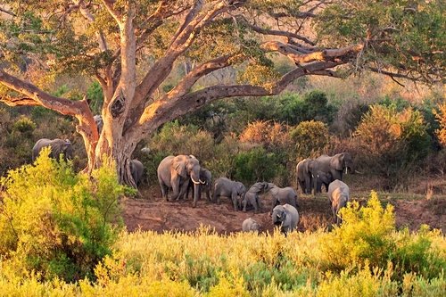 Les plus beaux safaris