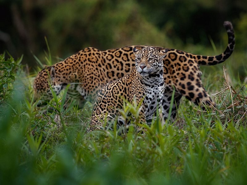 Parc national du Pantanal