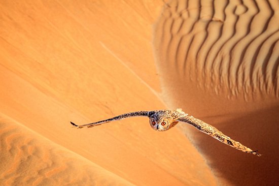 Le désert de Dubaï