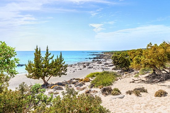 Dunes et cèdres du lagon