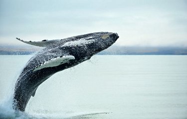 L'observation des baleines à Húsavík
