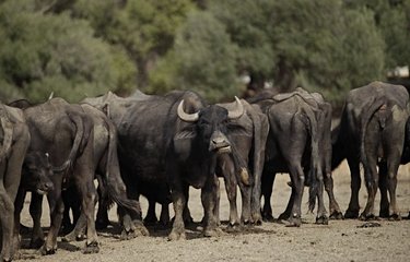 Buffles d'Ichkeul