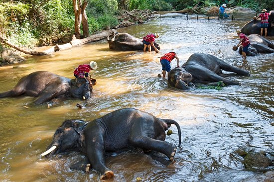 Le camp des éléphants de Mae Sa