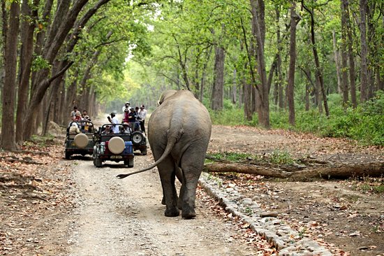 Parc national Jim Corbett