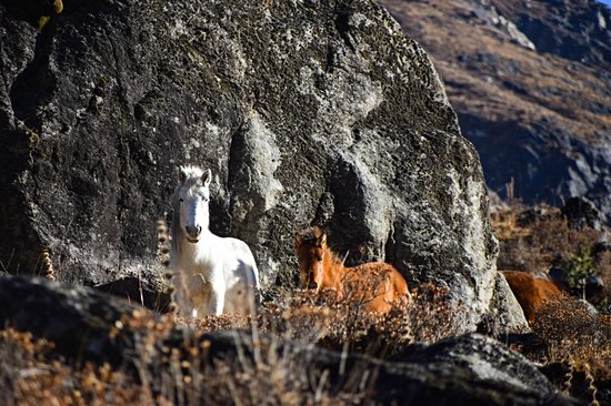 Trek au Langtang