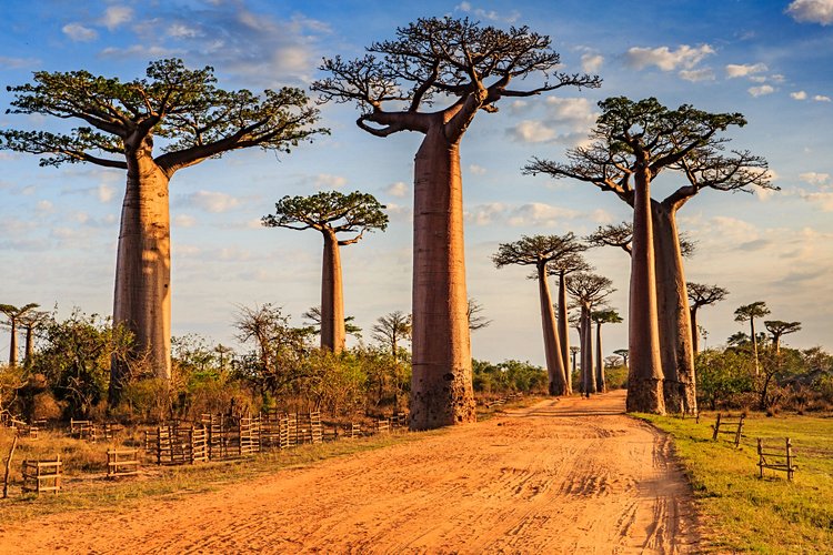 L'allée de baobab de Morondava