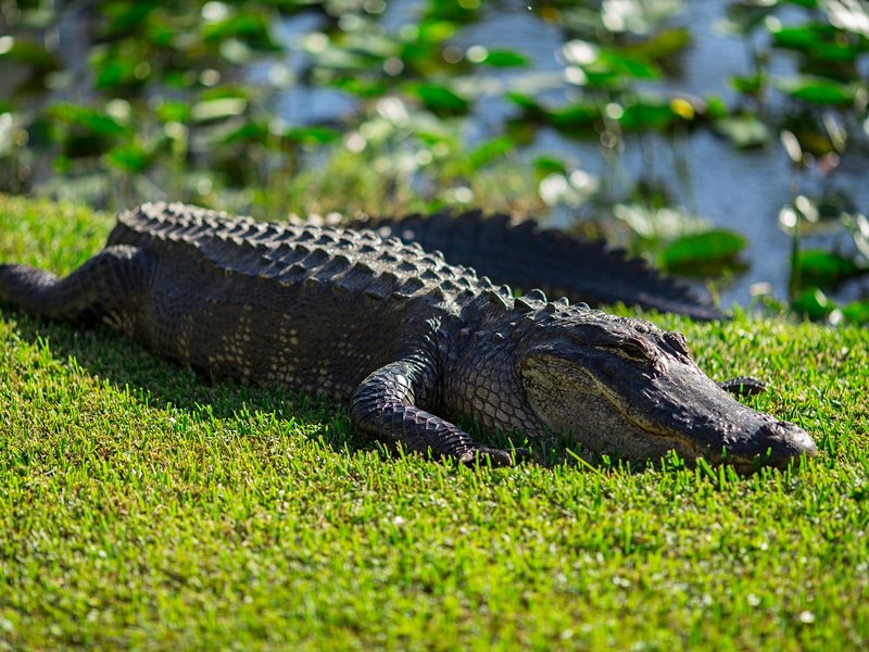 Everglades et Big Cypress