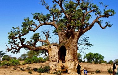Le Baobab, l'arbre du Sénégal 