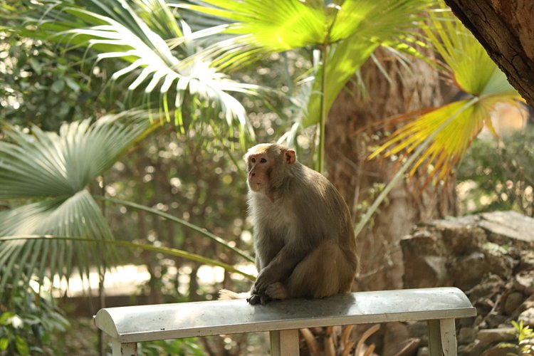 Lodhi Garden 3