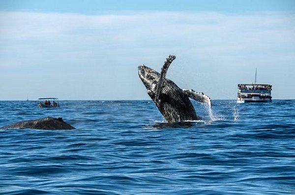 Observer les baleines sur terre ou en mer