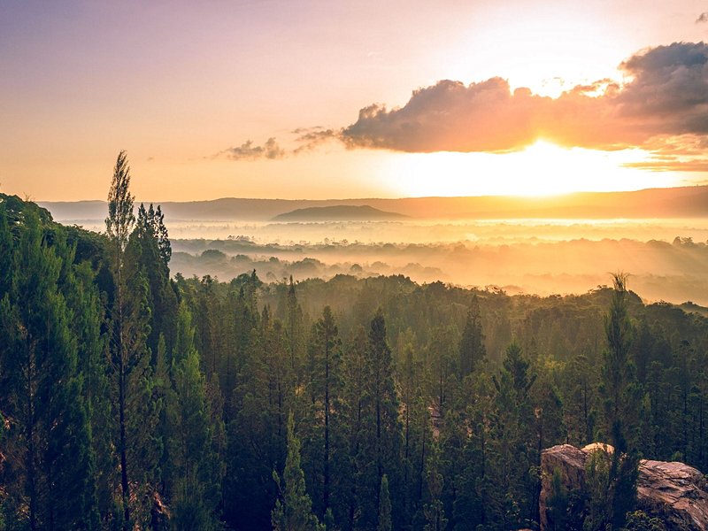 La forêt de Kakamega