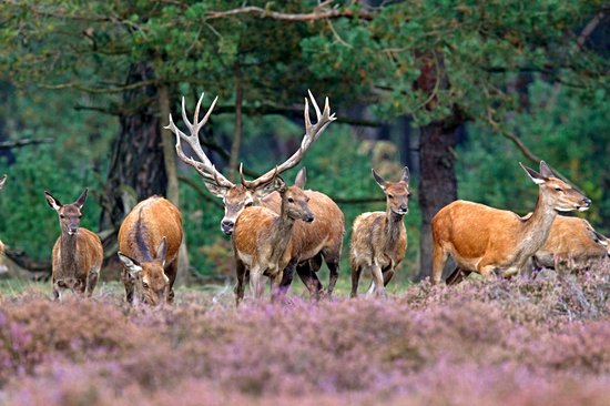 Parc national De Hoge Veluwe