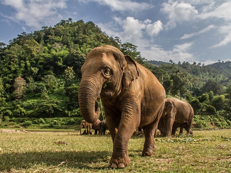 Elephant Nature Park