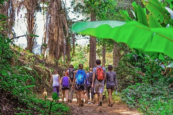 Partir en trek dans la jungle