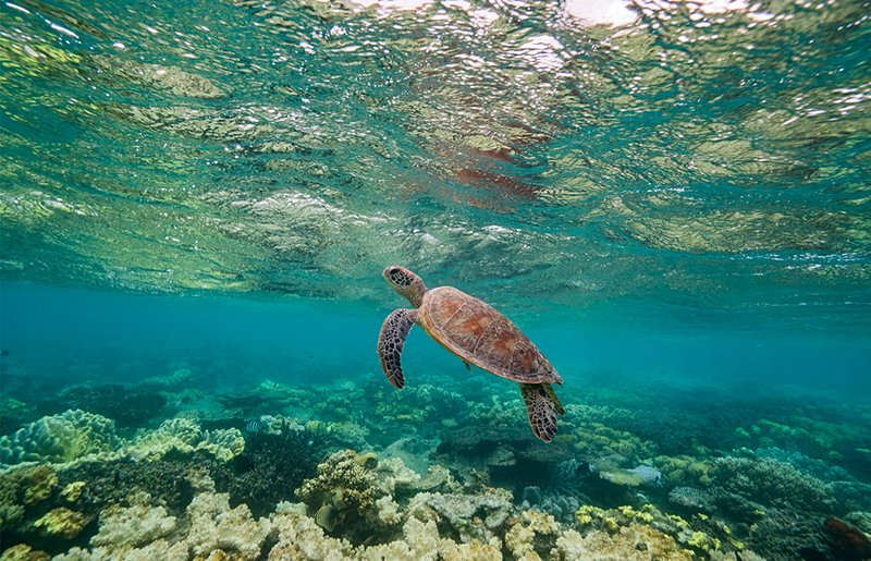 Observer les fonds marins en snorkeling