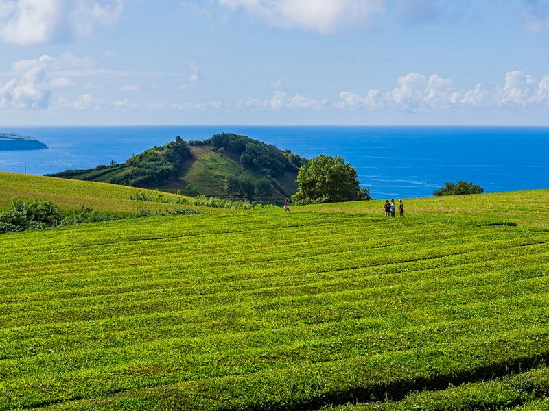 Plantation de thé Gorreana Cha