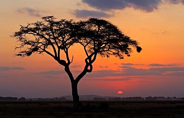 L'arbre acacia