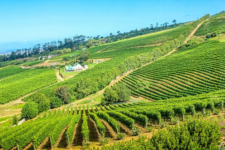 Route des vins du Cap - Afrique du Sud 3