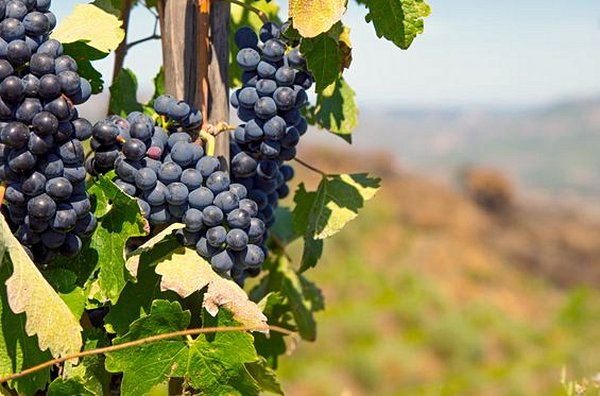 Faire la tournée des viticulteurs de Catalogne