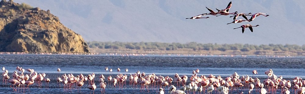 Observer les flamants roses
