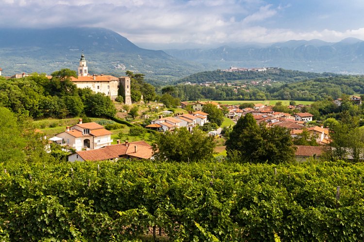 La région viticole de la Vipava 2