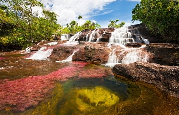 Le Caño Cristales, la rivière aux 5 couleurs