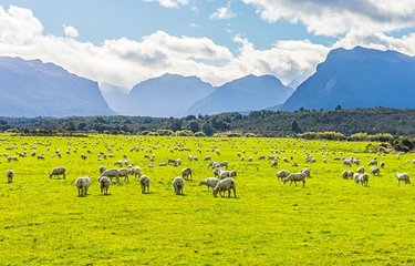 Moutons dans le  parc national de Fiordland