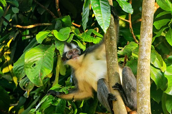 Parc national de Gunung Leuser