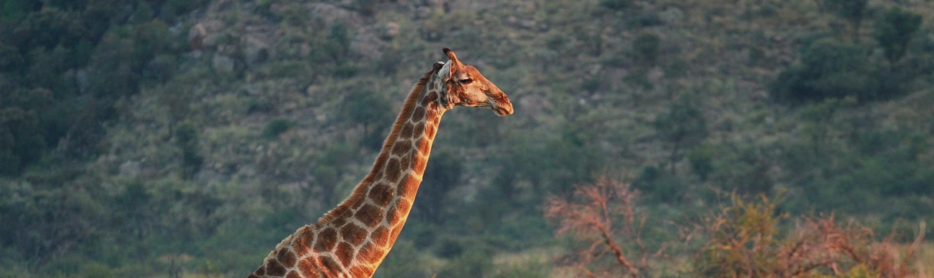 Afrique du Sud