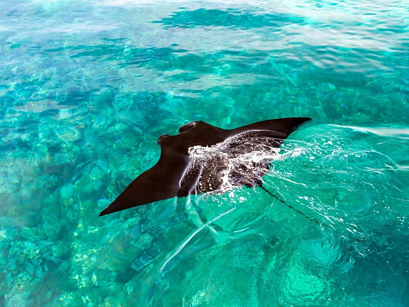 Manta Point