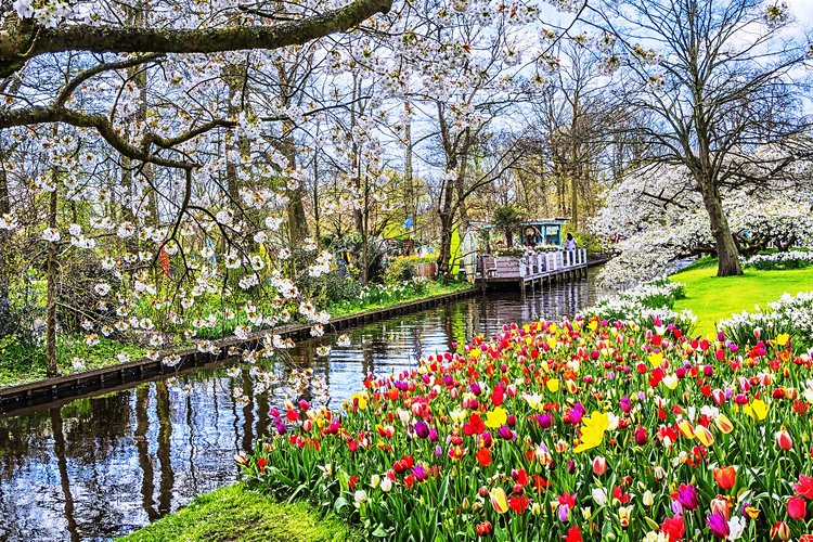 Keukenhof & les champs de tulipes 2