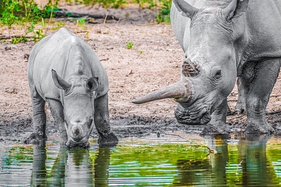 Khama Rhino Sanctuary