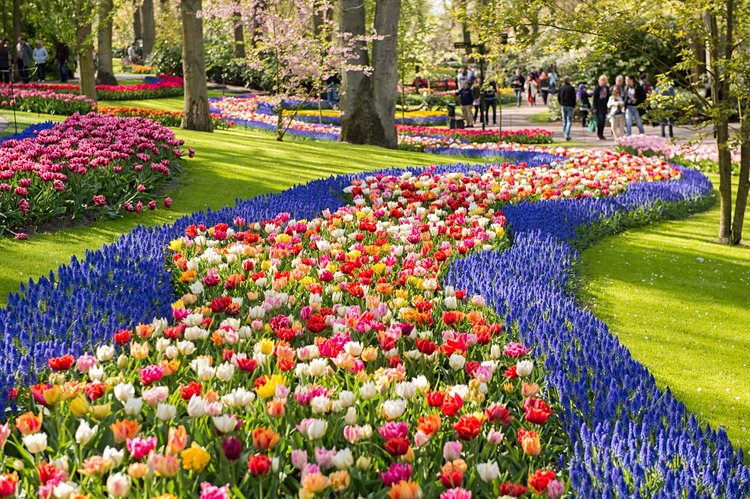 Keukenhof & les champs de tulipes