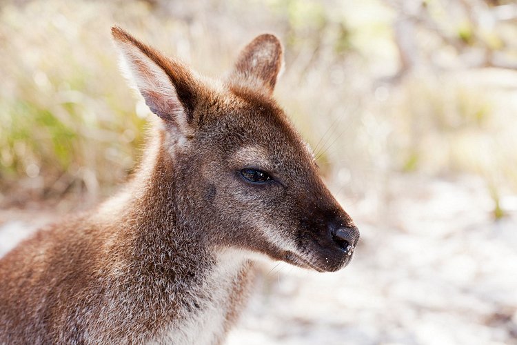 Parc National de Freycinet 3