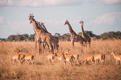 Les plus beaux safaris