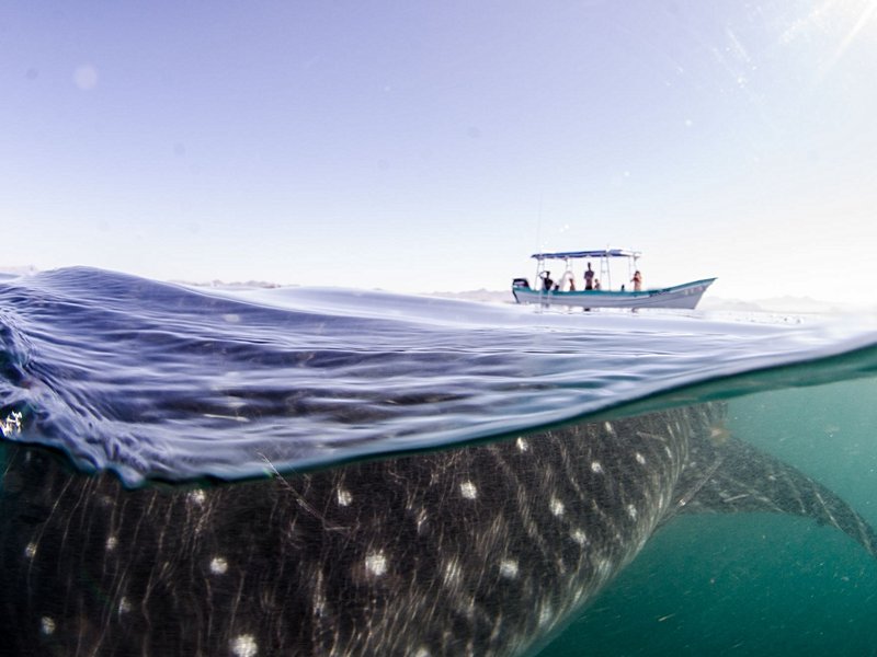 Nager avec les requins-baleines