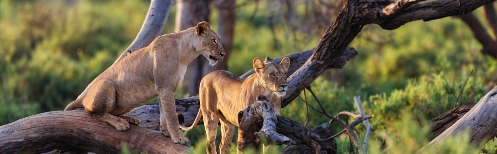 Réserves nationales de Samburu, Buffalo Springs et Shaba