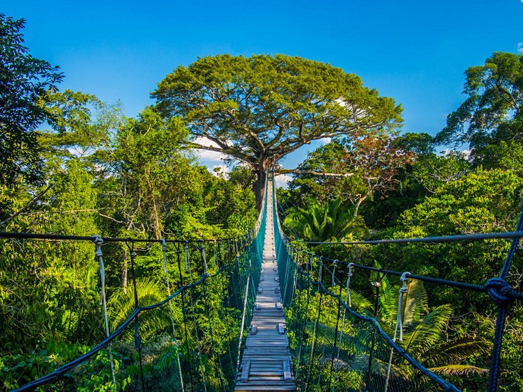 La forêt amazonienne