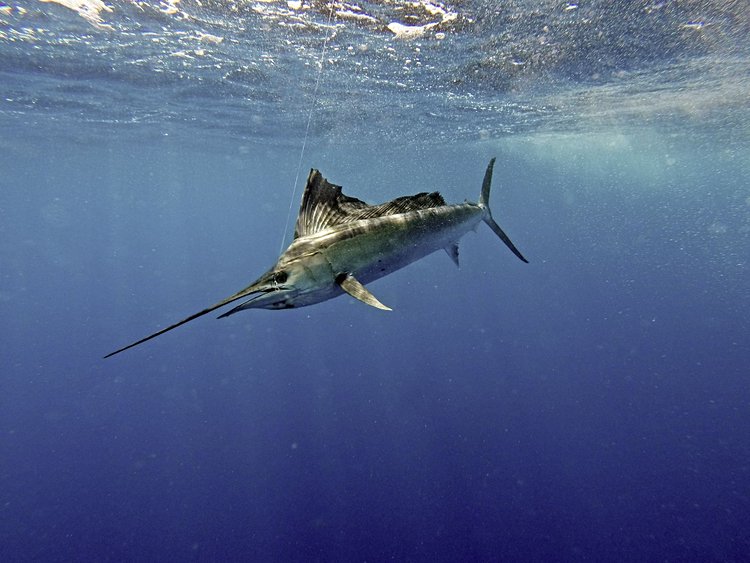 La faune marine de Sao Nicolau