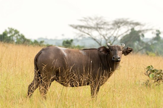 Le parc national de Conkouati Douli