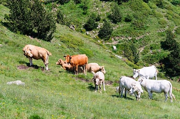 Participer à une transhumance en vallée d'Ossau